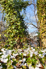 Green vine growing on the ground and up a tree on a snowy winter day in Germany.