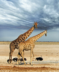 Two Giraffe with a small flock of Ostrich in the background. There is a natural dry savannah and grey threatening sky background.