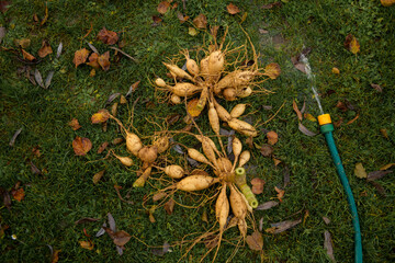 Washing up dahlia plant tubers, cleaning and preparing them for winter storage. Autumn gardening...