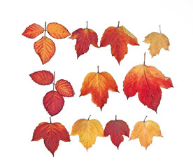 set of different autumn, dry leaves isolated on white background.