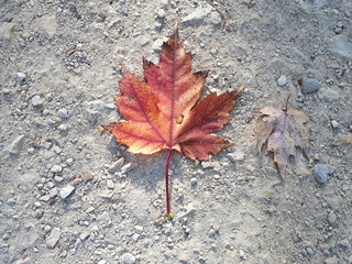 Primer plano de hoja de otoño en suelo blanco