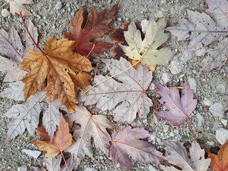 Fallen autumn leaves on the ground forming a play of delicate colors