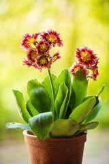 primula in the vintage pot