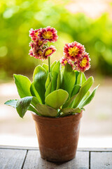 primula in the vintage pot