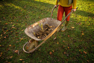 Woman pushing a wheelbarrow with freshly lifted dahlia tubers ready to be washed and prepared for...