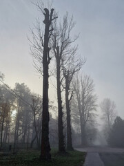 Fototapeta na wymiar Street near Julianowskiego Park on a foggy autumn morning, Lodz, Poland