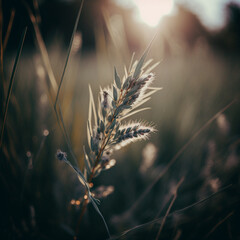 Obraz premium ears of wheat