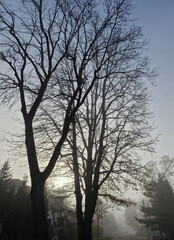 Street near Julianowskiego Park on a foggy autumn morning, Lodz, Poland