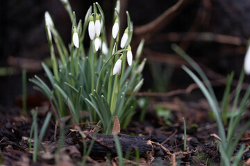 Blooming snowdrops in spring. The first flowers, signs of spring. White flowers, snowdrops against the damp ground.