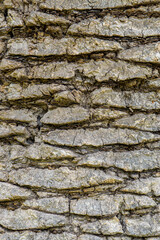 The texture of old wood up close 