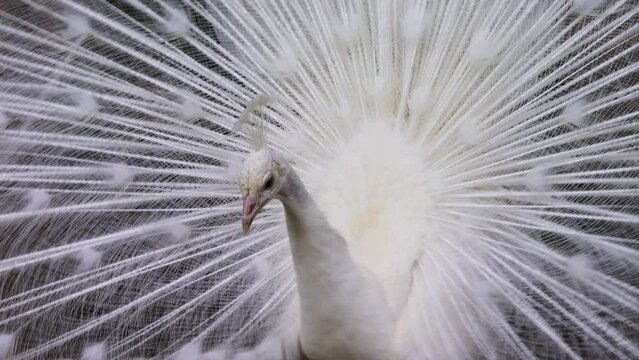 The beautiful white peacock gracefully spreading its tail and turns its head slightly