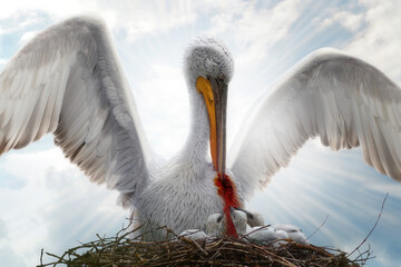 Pelican feeding its young with its own blood by piercing its body. Jesus Christ sacrificing himself...