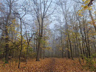 The rising sun in a foggy autumn morning in the Julianowski Park, Lodz, Poland.