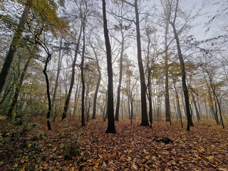 The rising sun in a foggy autumn morning in the Julianowski Park, Lodz, Poland.