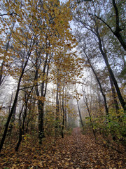 Obraz premium The rising sun in a foggy autumn morning in the Julianowski Park, Lodz, Poland.