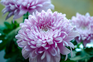 chrysanthemum close-up