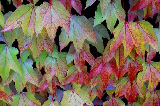 colorful vine leaves in autumn