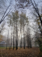 The rising sun in a foggy autumn morning in the Julianowski Park, Lodz, Poland.