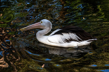 Australian Pelican (Pelecanus conspicillatus)