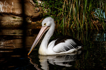 Australian Pelican (Pelecanus conspicillatus)