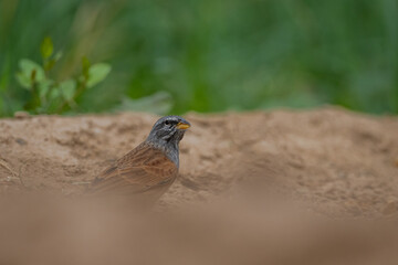 House bunting, Emberiza sahari, Morocco.