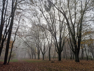 Fototapeta na wymiar The rising sun in a foggy autumn morning in the Julianowski Park, Lodz, Poland.