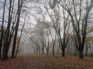 Fototapeta na wymiar The rising sun in a foggy autumn morning in the Julianowski Park, Lodz, Poland.