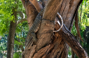 Common Goanna ( Varanus varius)