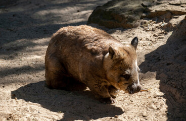 Common Wombat (Vombatus ursinus)