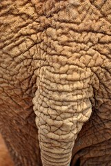 close up of elephant skin