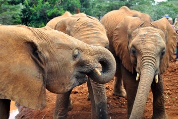 elephant family  © Sarah