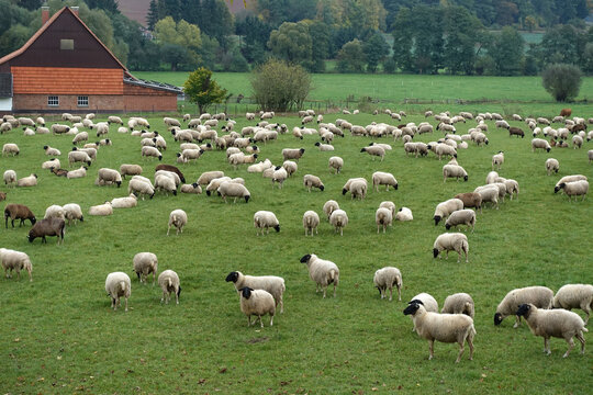 Large flock of sheep in a green meadow in summer