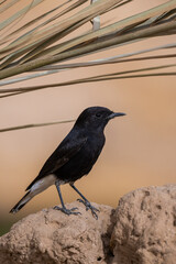 White-crowned wheatear, Oenanthe leucopyga, Morocco