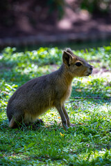 the capybara walks in the green forest