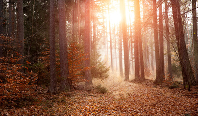  poranna mgła w lesie i promienie słońca, morning mist in the forest and rays of the sun - obrazy, fototapety, plakaty