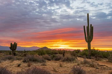 Selbstklebende Fototapeten Desert Landscape With Saguaro Cactus At Sunrise Time In Arizona © Ray Redstone