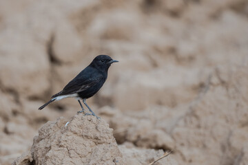 Black wheatear, Oenanthe leucura, Morocco.