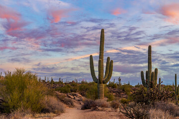 Sunset Clouds Along A Desert Hking Trail In Scottsdale AZ