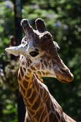 a giraffe in the park posing for a picture