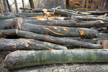 tree felling in the forest, felled trees