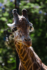 a giraffe in the park posing for a picture