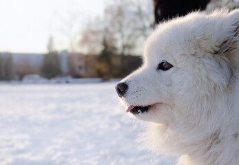 Samoyed dog with snow background looking at something. Side view head shot of cute fluffy large white dog standing in park. Arctic dog breed winter scenery. 7 years old female dog. Selective focus.