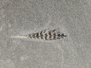 Gestreifte Feder am Nordseestrand