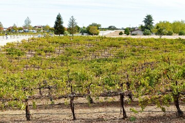 Fototapeta na wymiar Family vineyard with lush grape vines