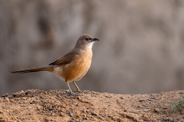 Fulvous Babbler, Fulvous Chatterer, Argya fulva, Turdoides fulva. Sahara desert, Morocco.