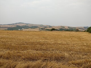 Fototapeta na wymiar wheat field in the summer