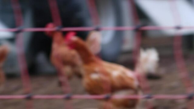 Mistreated chicken on free range chicken farm and stock breeding shows bad conditions in form of missing feathers sickness and diseases of unhealthy poultry in species inappropriate farming problems