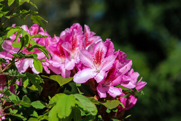 Blooming purple rhododendron in garden 