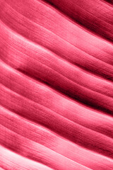 leaf texture with lines, natural background toned with viva magenta