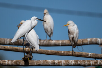 Little egret, Egretta garzetta, Morocco.
